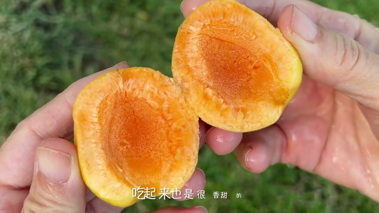 两棵子杏树果子的成熟方法，聪明地保护了自己不被鸟儿吃掉。