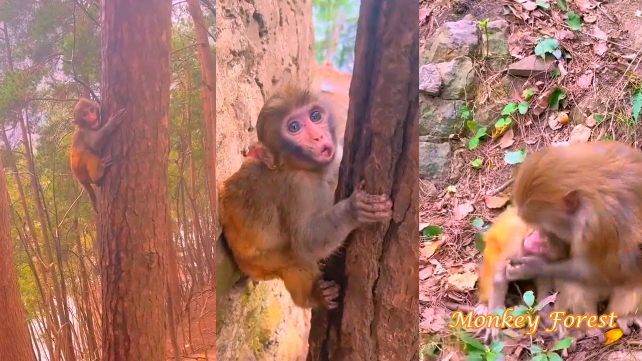 OMG! Baby monkey feels so scared when stuck on the tree