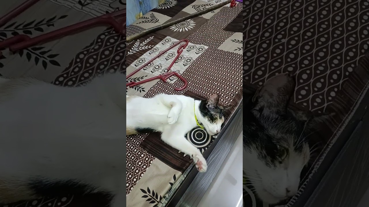 pet lover's, bili ki pareshani smj skte  hai