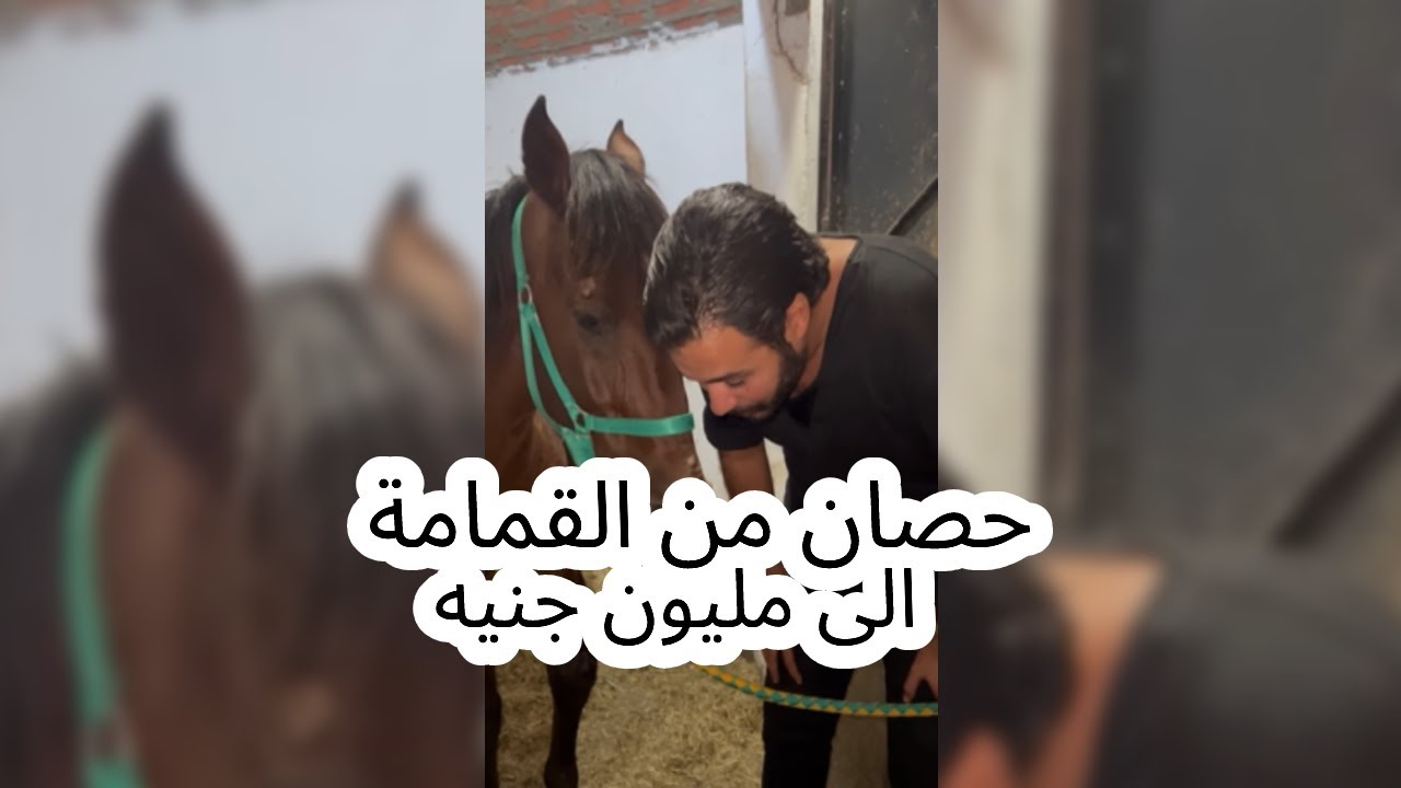 حصان من القمامة الى مليون جنيه