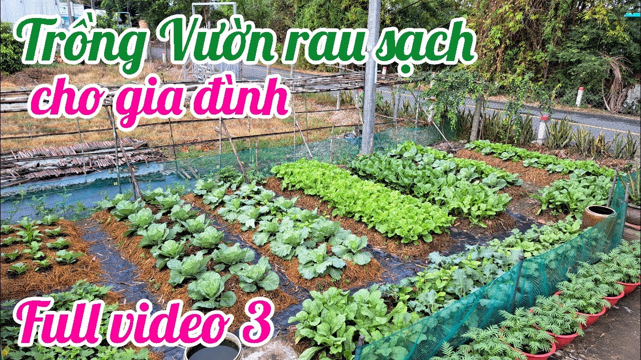 Full video 3 - Cách trồng Vườn rau sạch cho gia đình