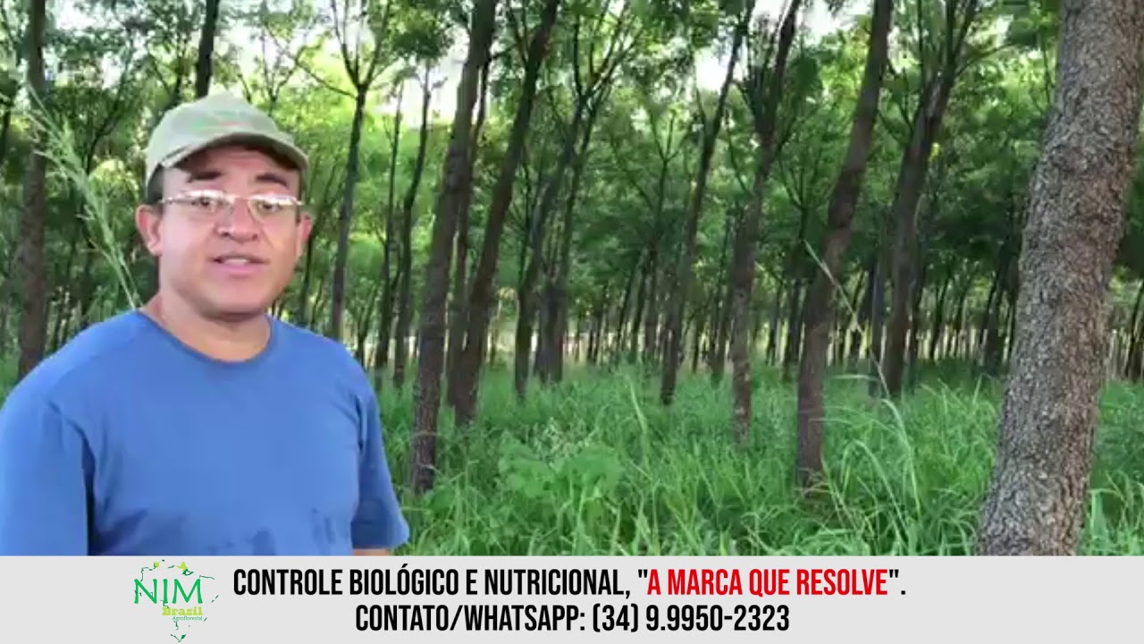 215 - Nim Indiano - Árvore Ideal para ILPF, Alta Rentabilidade