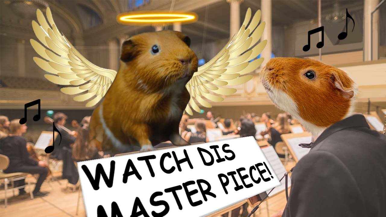 Guinea Pig Symphony No.1 ︱GuineaDad