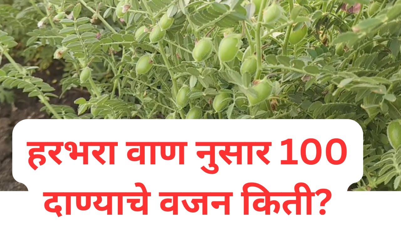हरभरा वाण नुसार 100 दाण्याचे वजन किती? @ApliMati