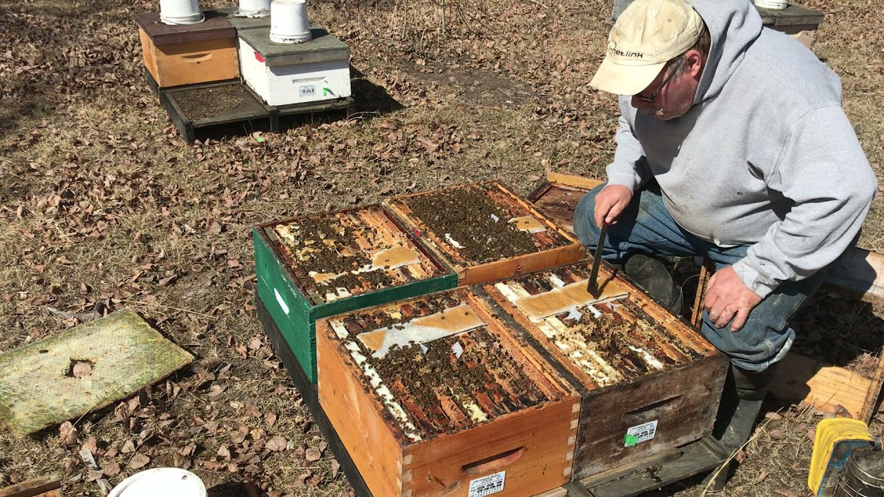 Pollen sub patties help you understand your hives