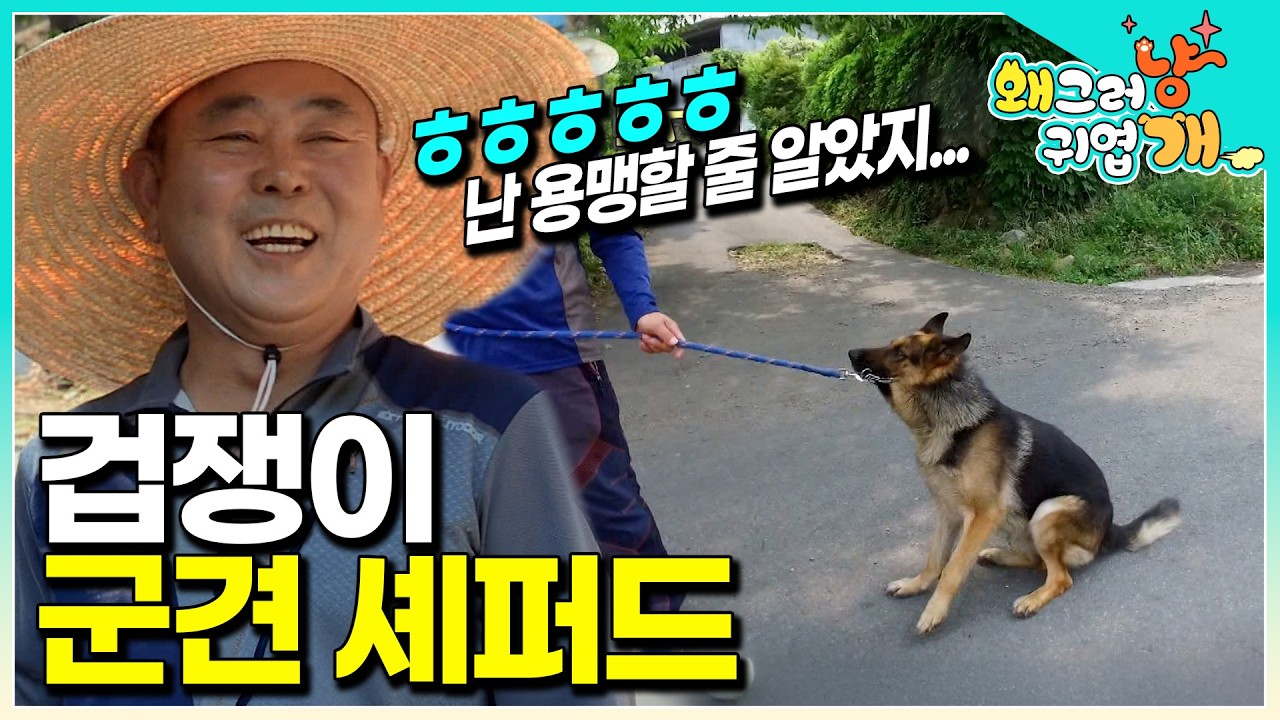 군견 출신 셰퍼드 용맹할 줄 알고 데려왔더니... │#왜그러냥귀엽개