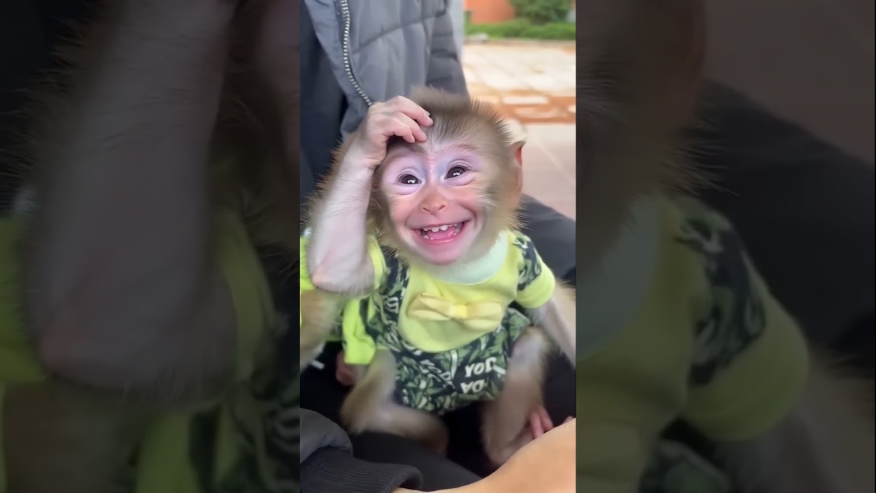 Smile please 😊 monkey cute smile 🥰 #ytshorts  #money #smile #trendingshorts