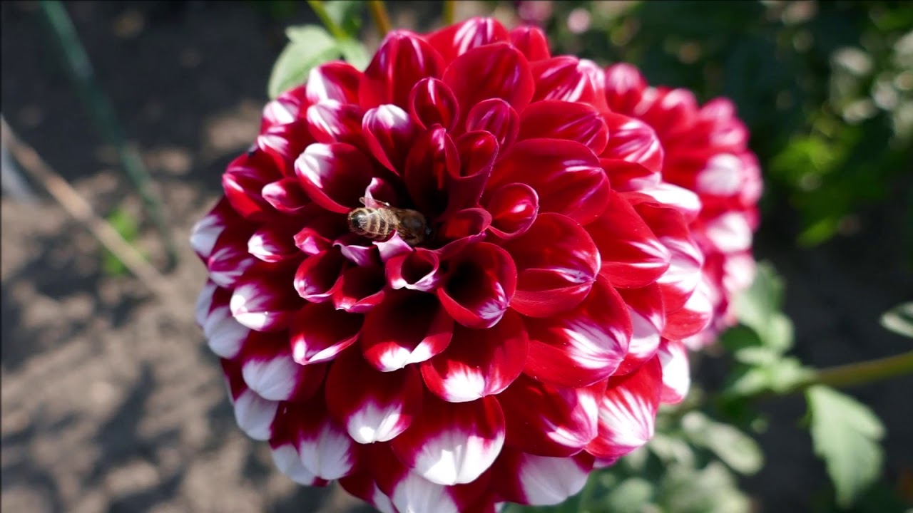 Mit Maria unterwegs: DAHLIEN