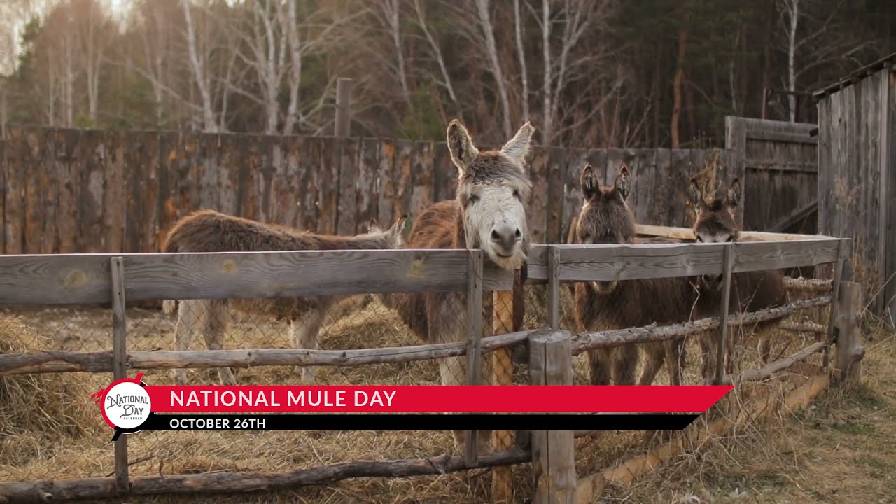 National Mule Day - October 26