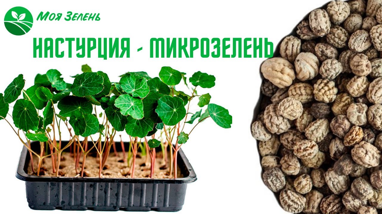 Настурция - микрозелень. Как вырастить идеальную настурцию.