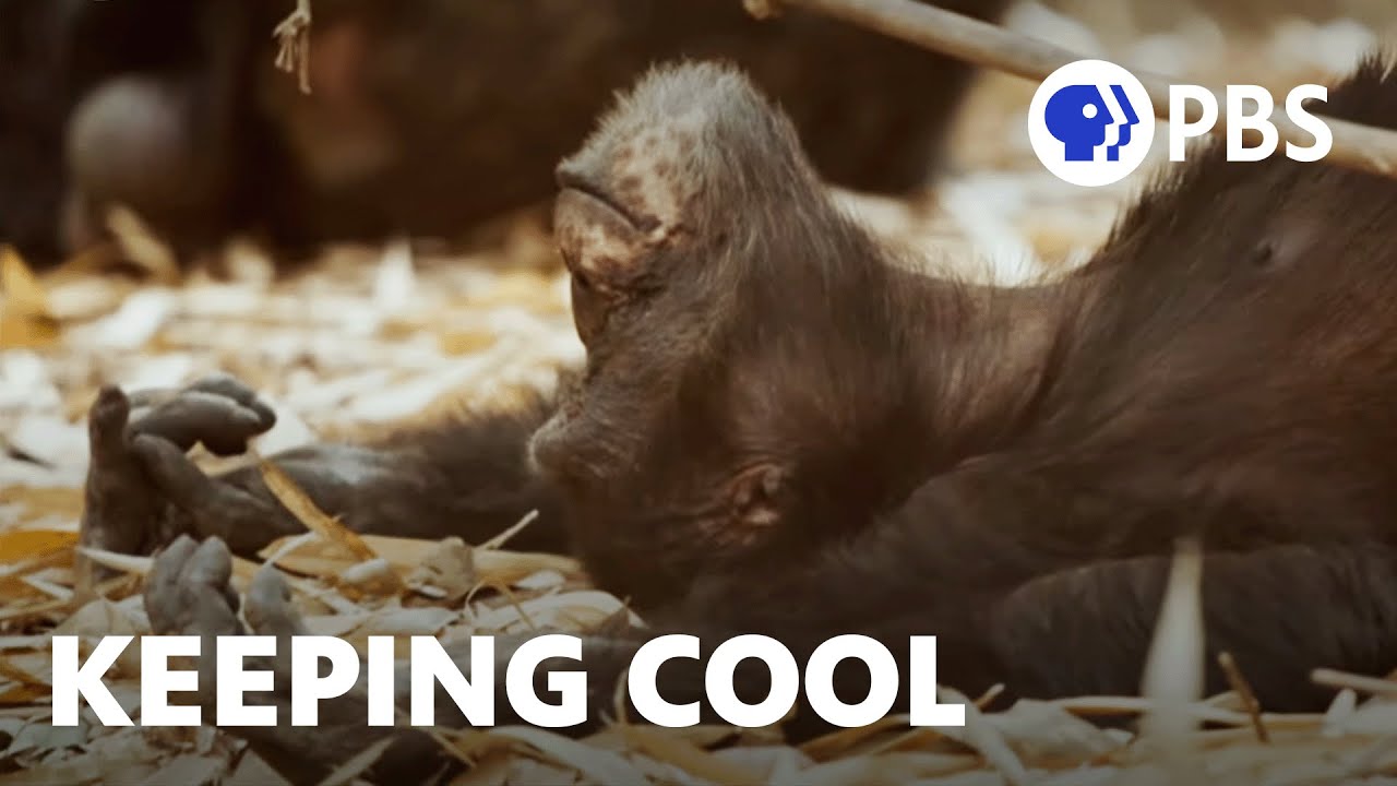 Extreme Heat Is Driving Chimps Into Caves | Evolution Earth