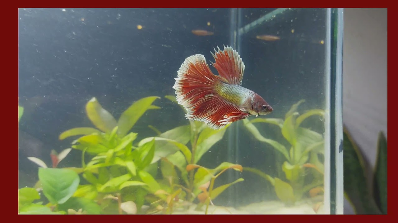 Betta fish in scaped tank