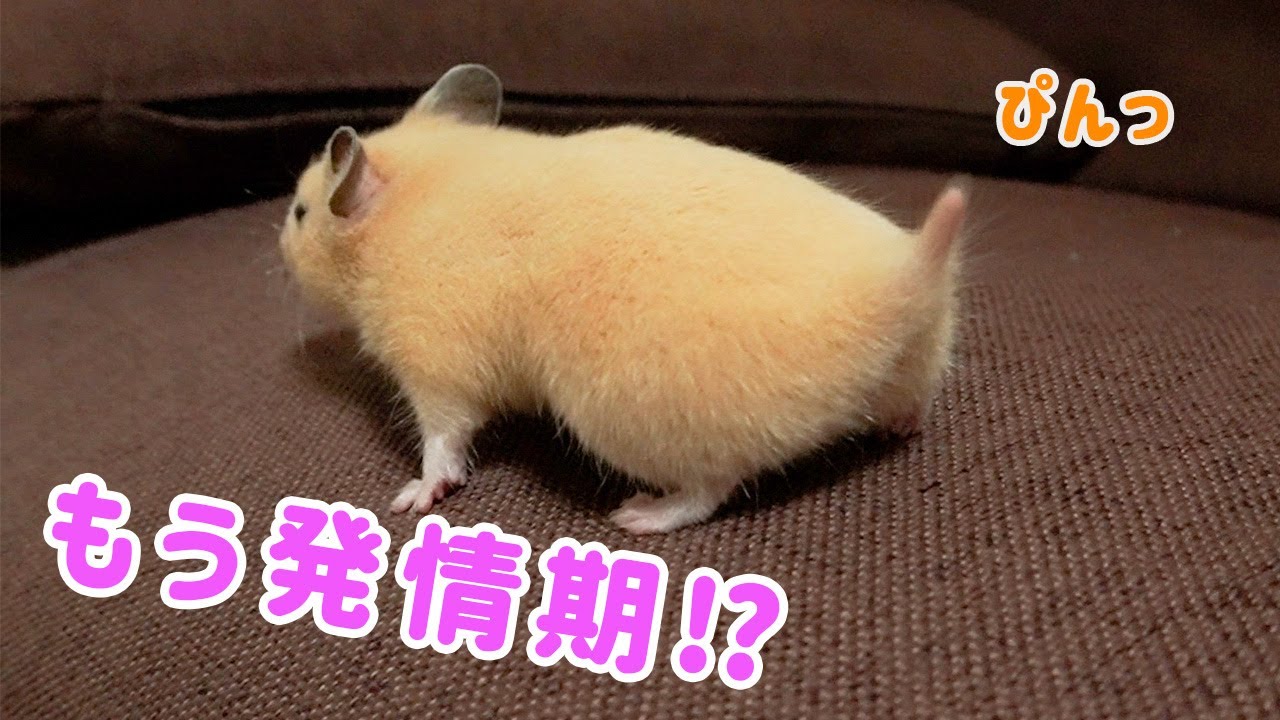 【驚愕】生後2ヶ月で発情期を迎えたキンクマハムスターがこちらです