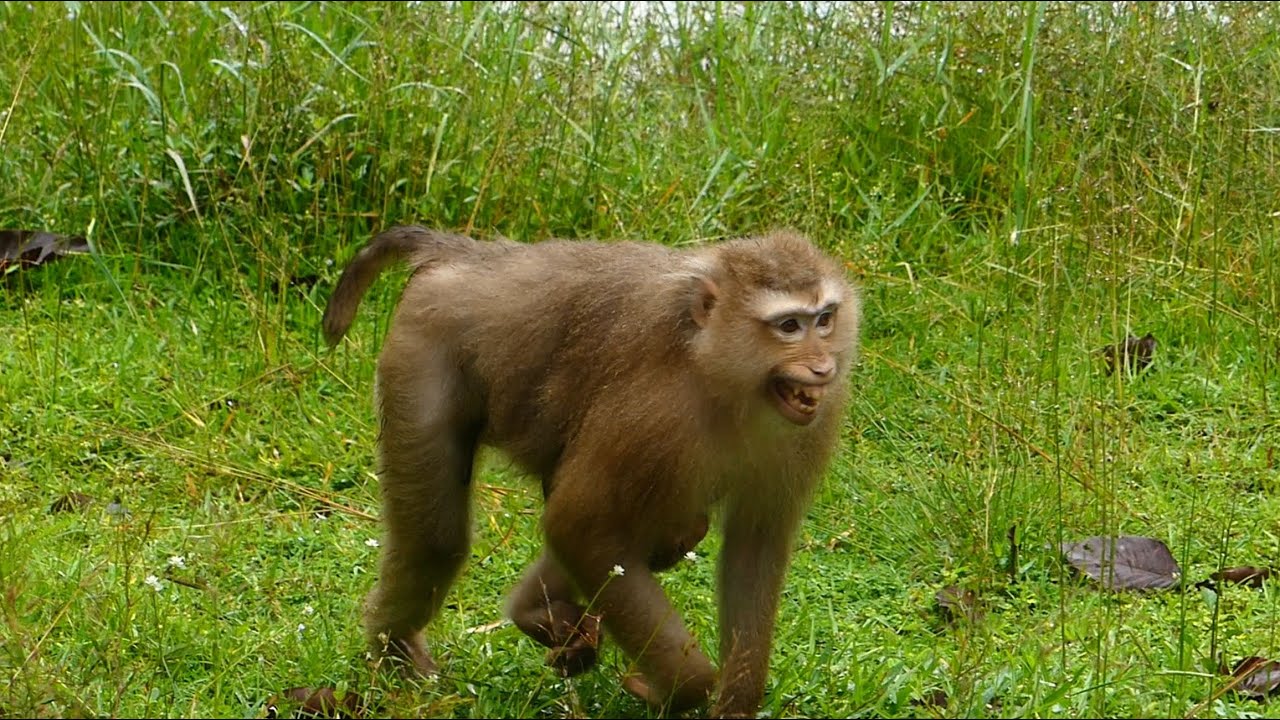 Hard Footage Update Rose Monkey Family In Raining Season Everyday. How Is Her Daily Activity?