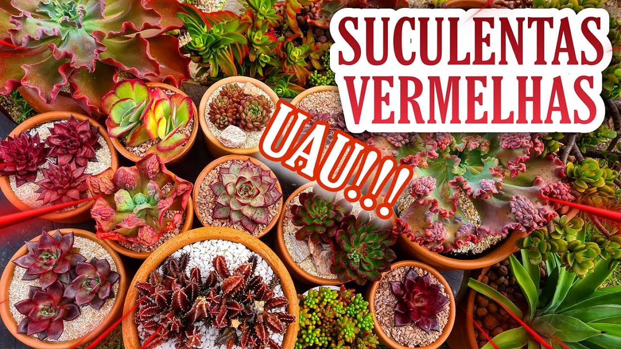 Cor inacreditável - SUCULENTAS VERMELHAS
