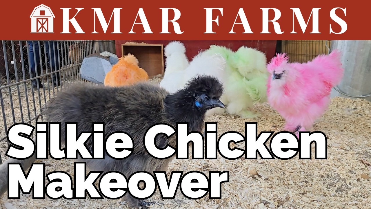 Grandkids Take Over the Farm and Dye the New Silkies