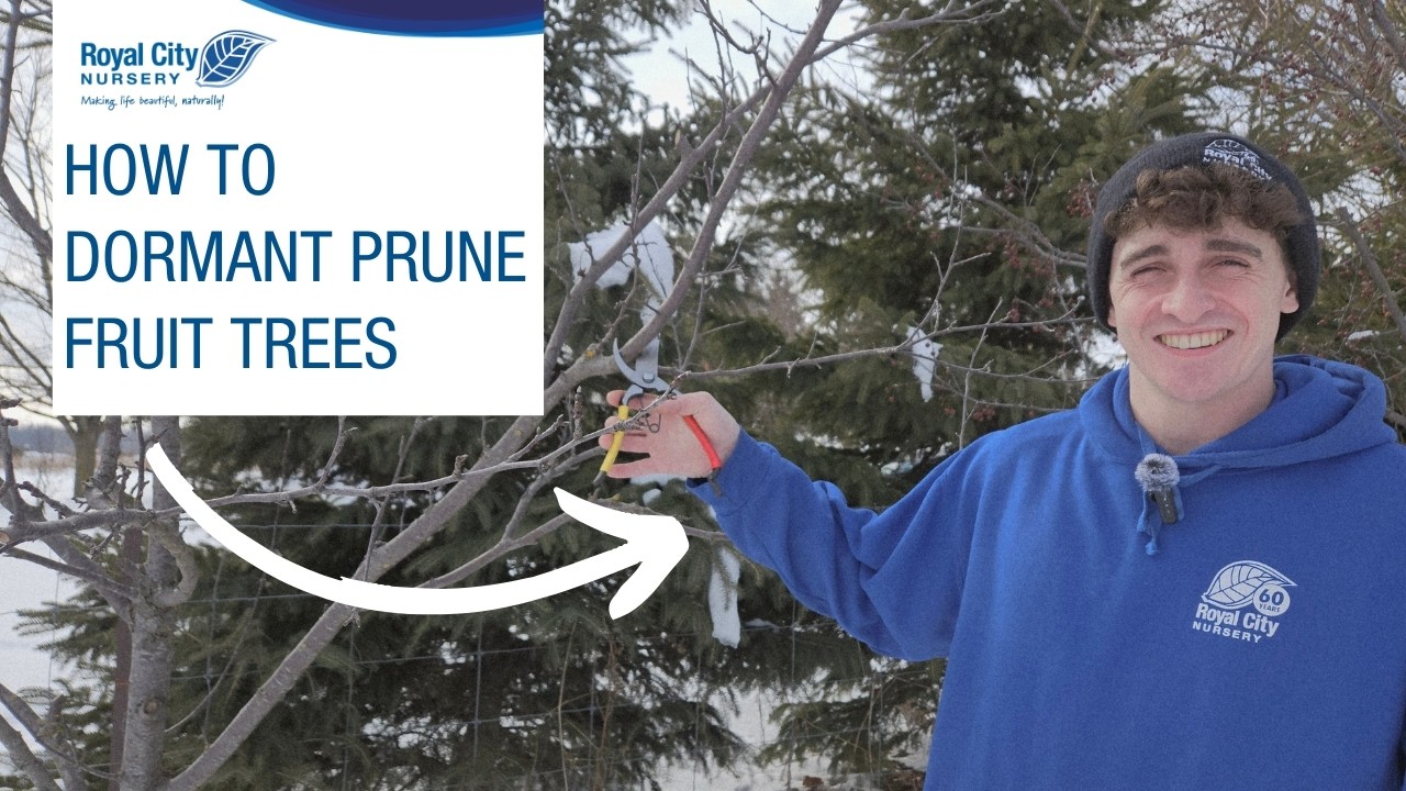 How & Why to Dormant Prune Fruit Trees in Winter - Expert Tips