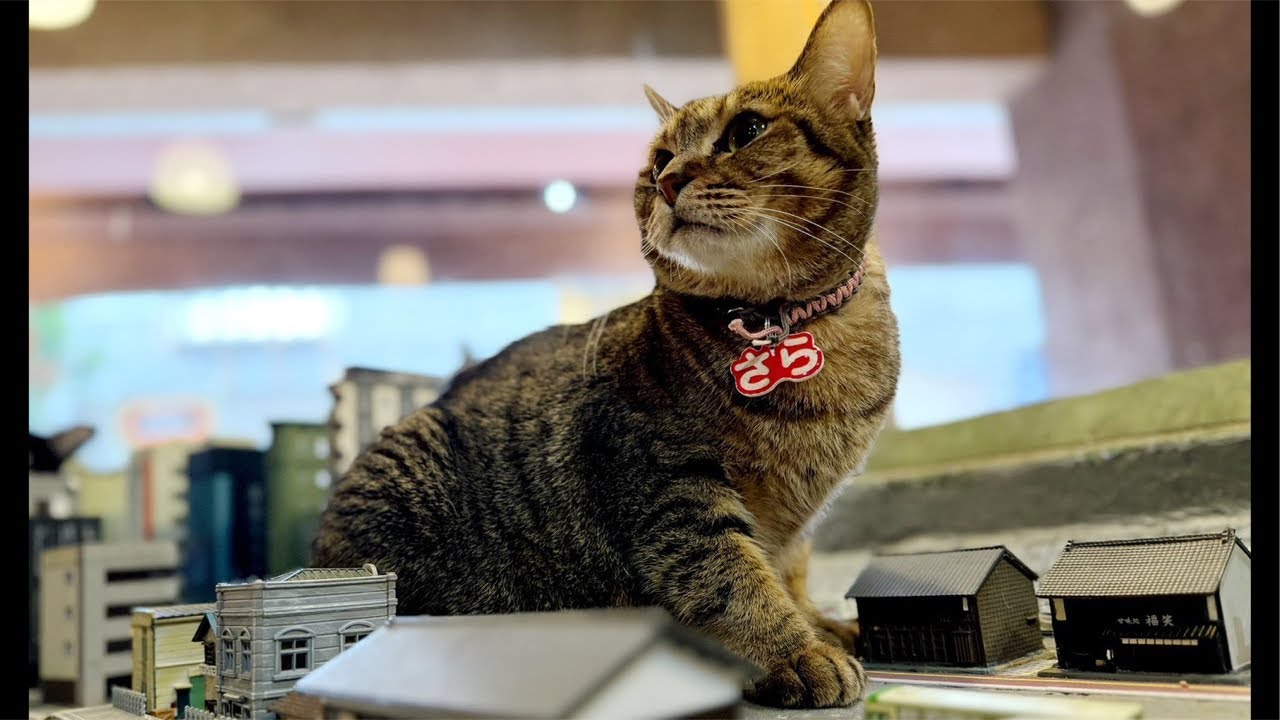 Your support keeps these cats alive.