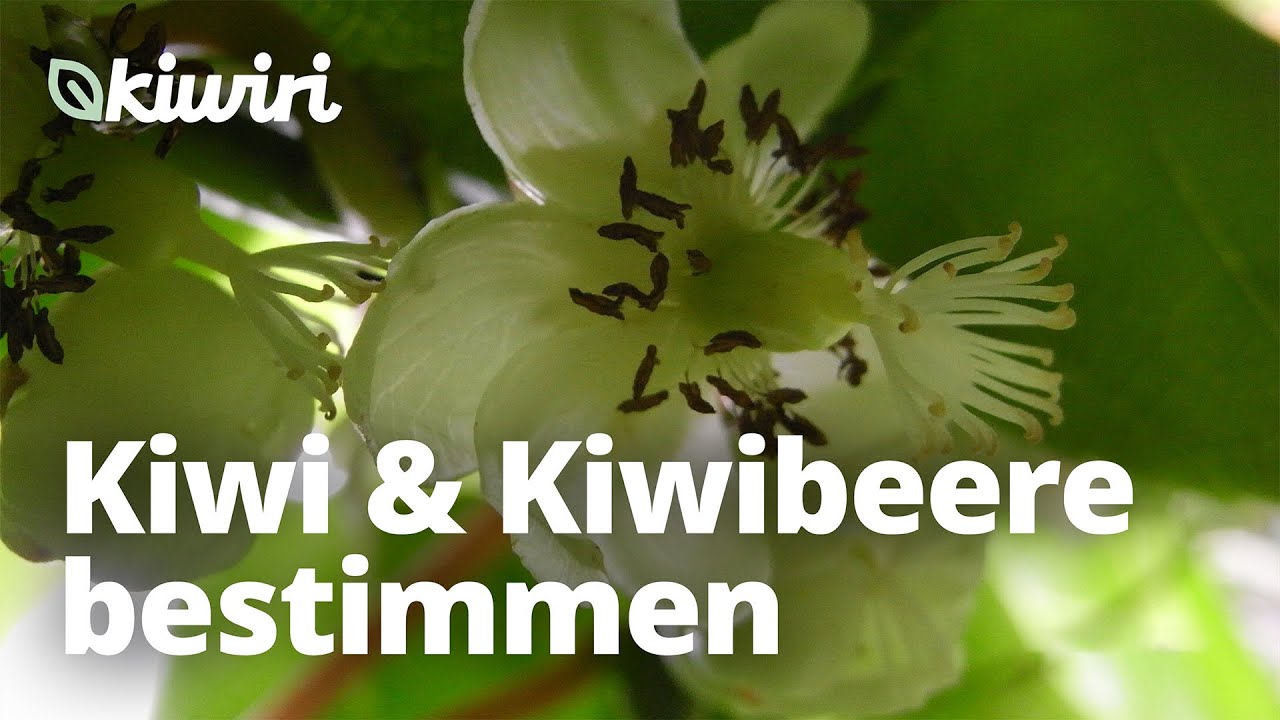 Kiwi und Kiwibeere bestimmen - Weibliche oder männliche Kiwipflanze?