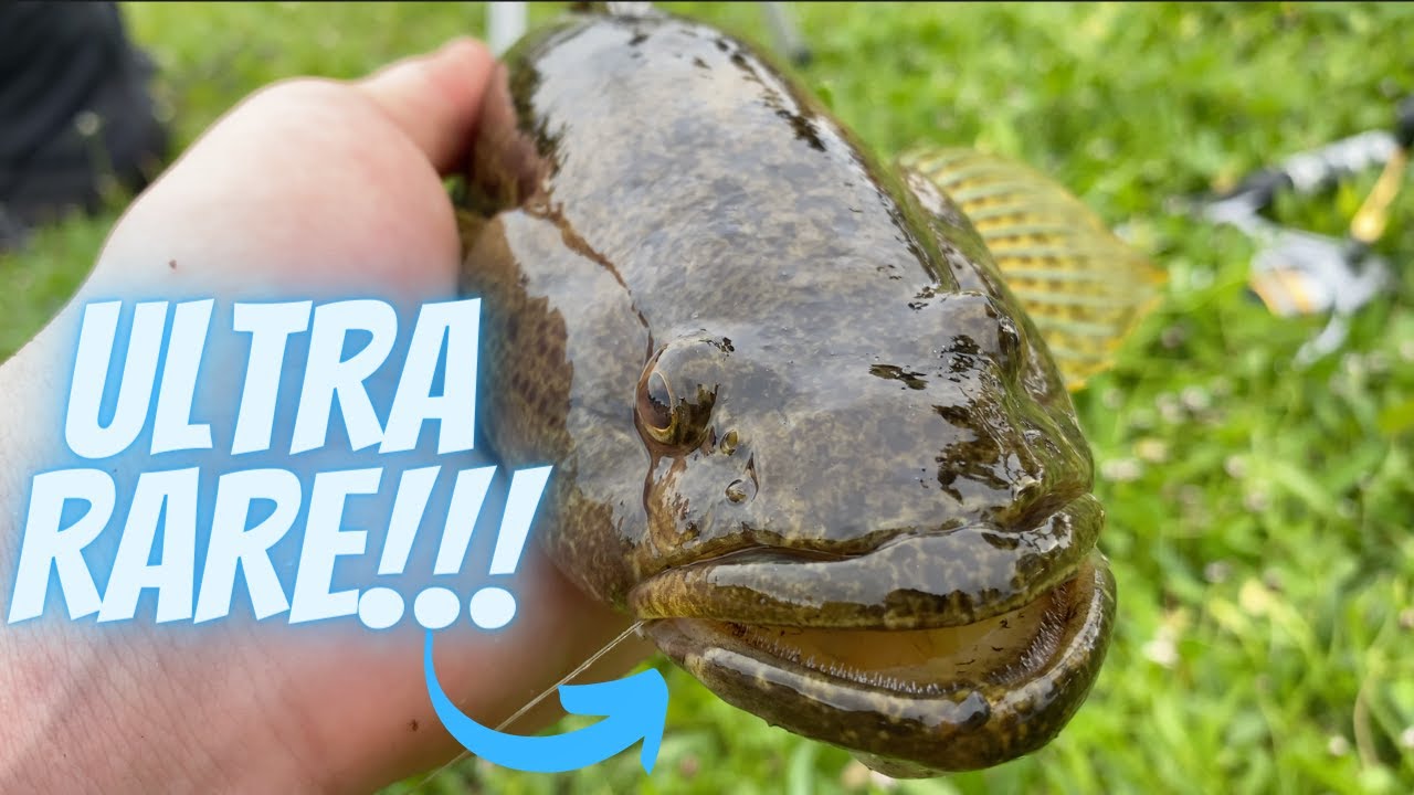 ULTRA RARE Bigmouth Sleeper caught in POND #shorts #YoutubeShorts
