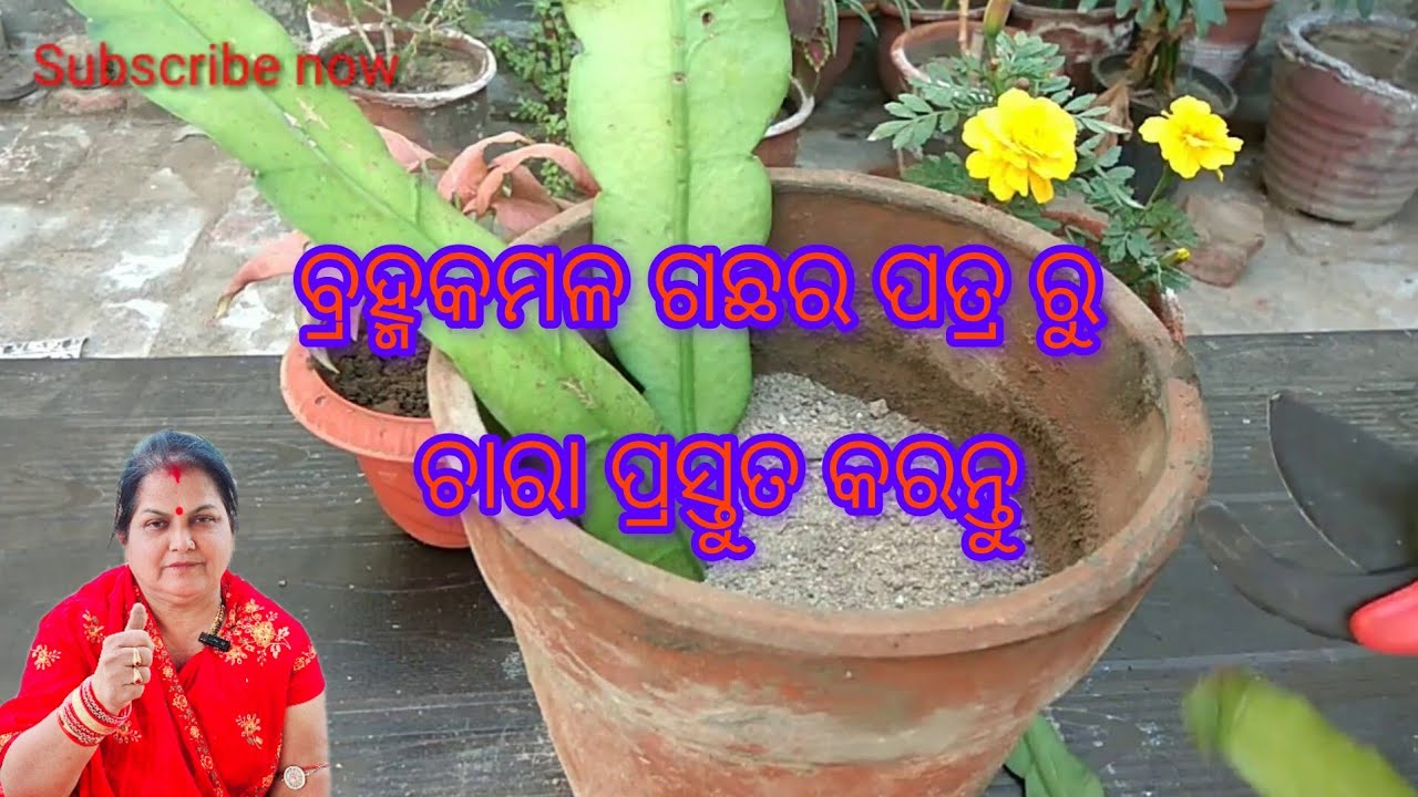 ବ୍ରହ୍ମକମଳ ଗଛର ପତ୍ର ରୁ ଚାରା ପ୍ରସ୍ତୁତ କରନ୍ତୁ /Brahma kamal plant 