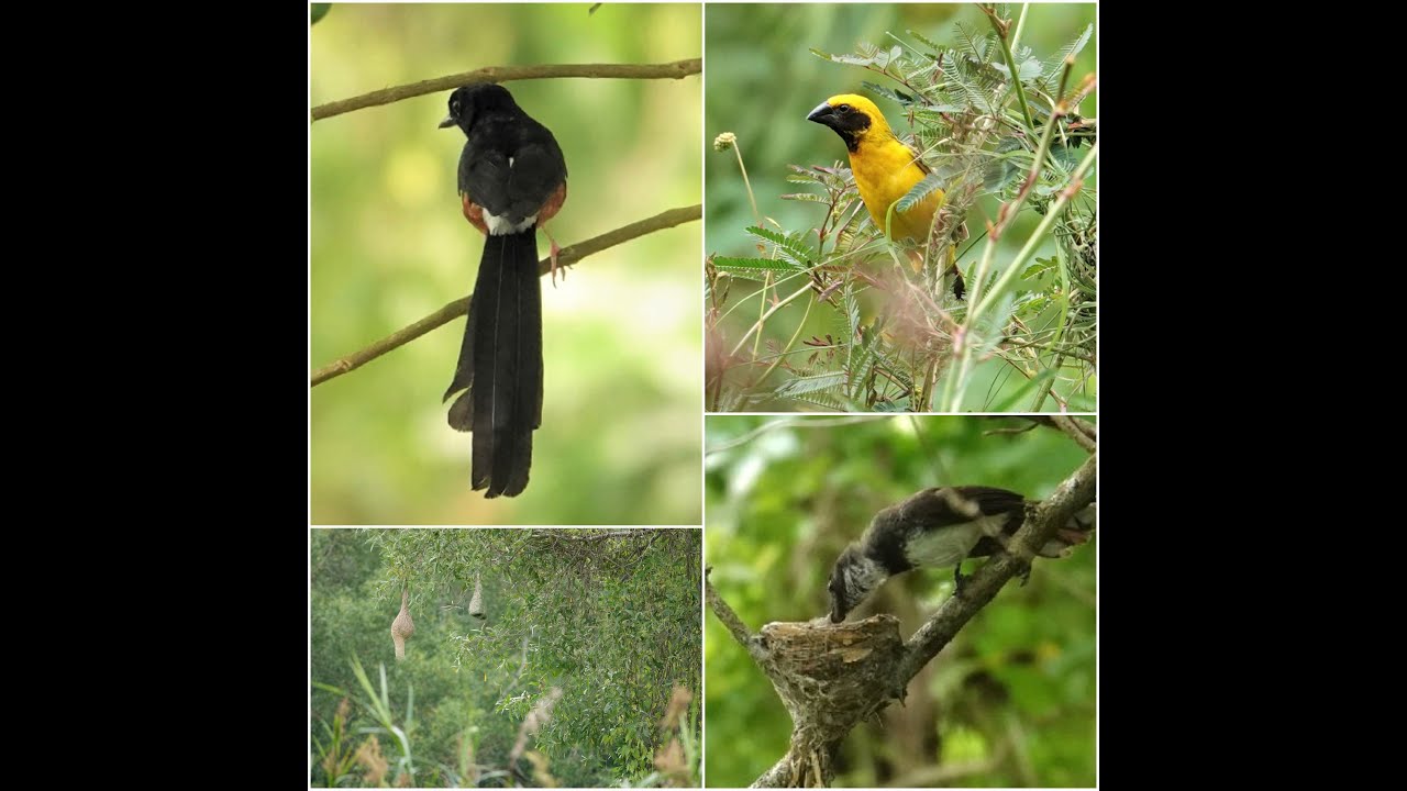 Birding in Singapore - Tampines Eco Green-Baya Weaver, Asian Golden Weaver. Jul 2023.