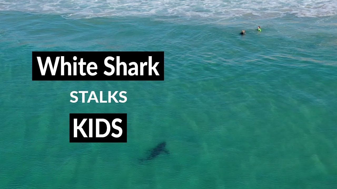 WHITE SHARK STALKS KIDS - Shark Drone Footage