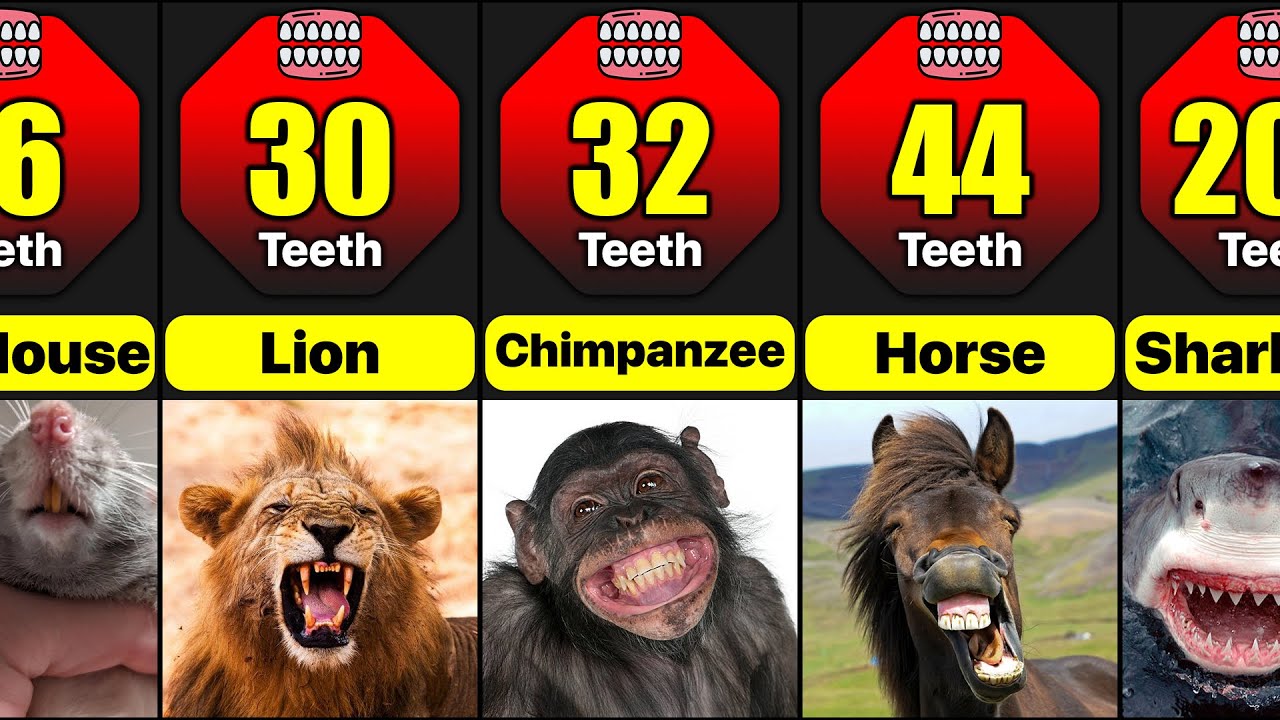 Which Animals Have The Most Teeth In Their Mouths