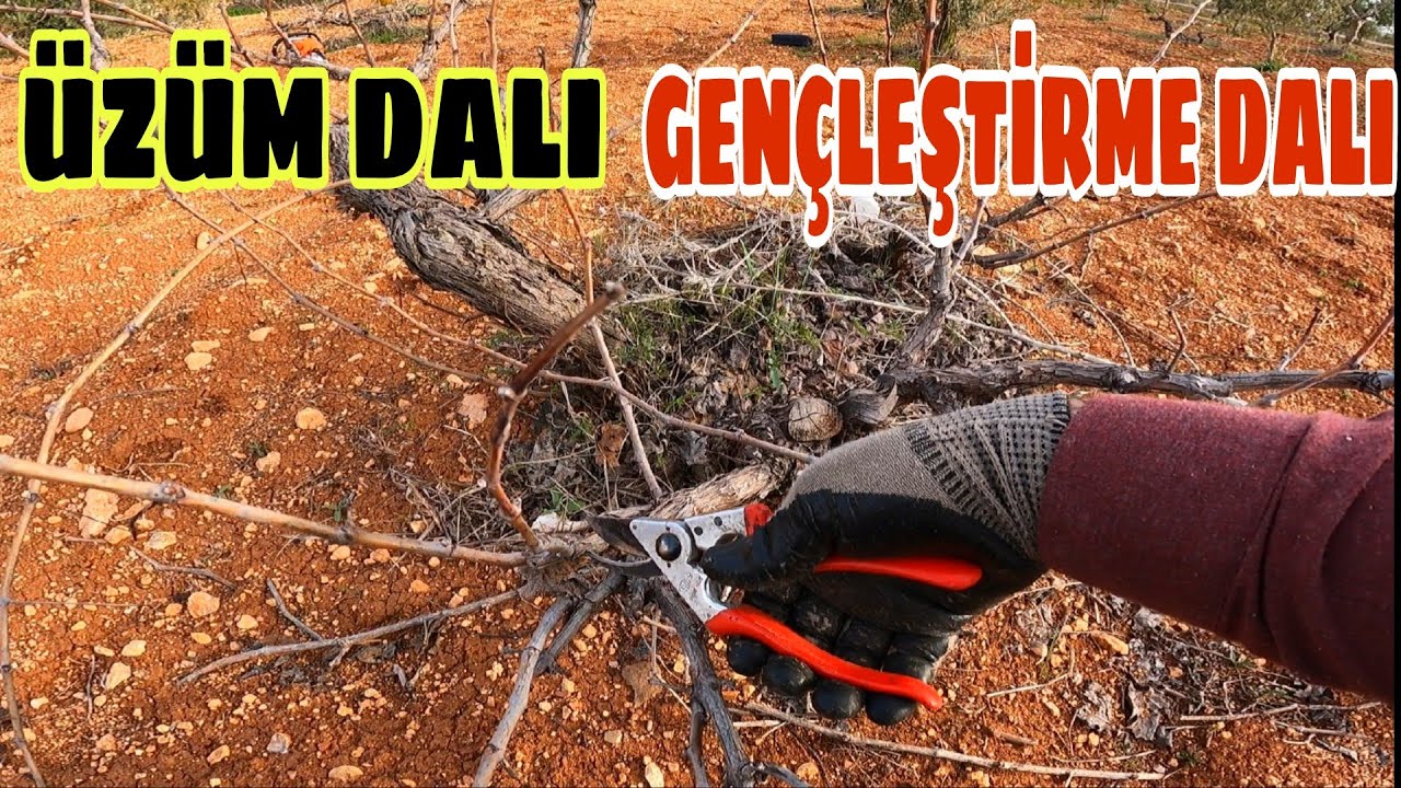 BAĞ BUDAMINDA ÖNEMLİ NOKTALAR... ÜZÜM DALI ve SÜRGÜN DALI NASIL BELİRLENİR...