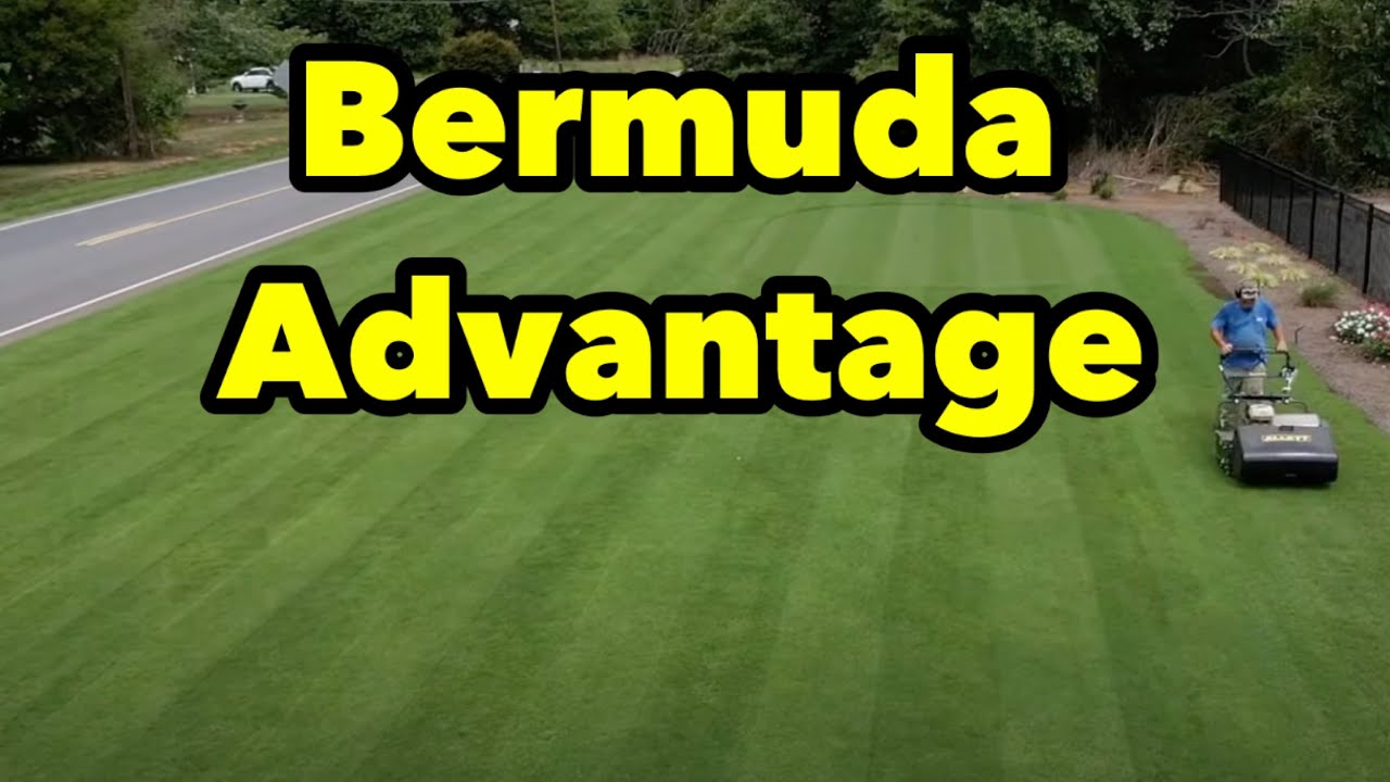 I’m Taking FULL Advantage of EVERYTHING Bermudagrass Has to Offer