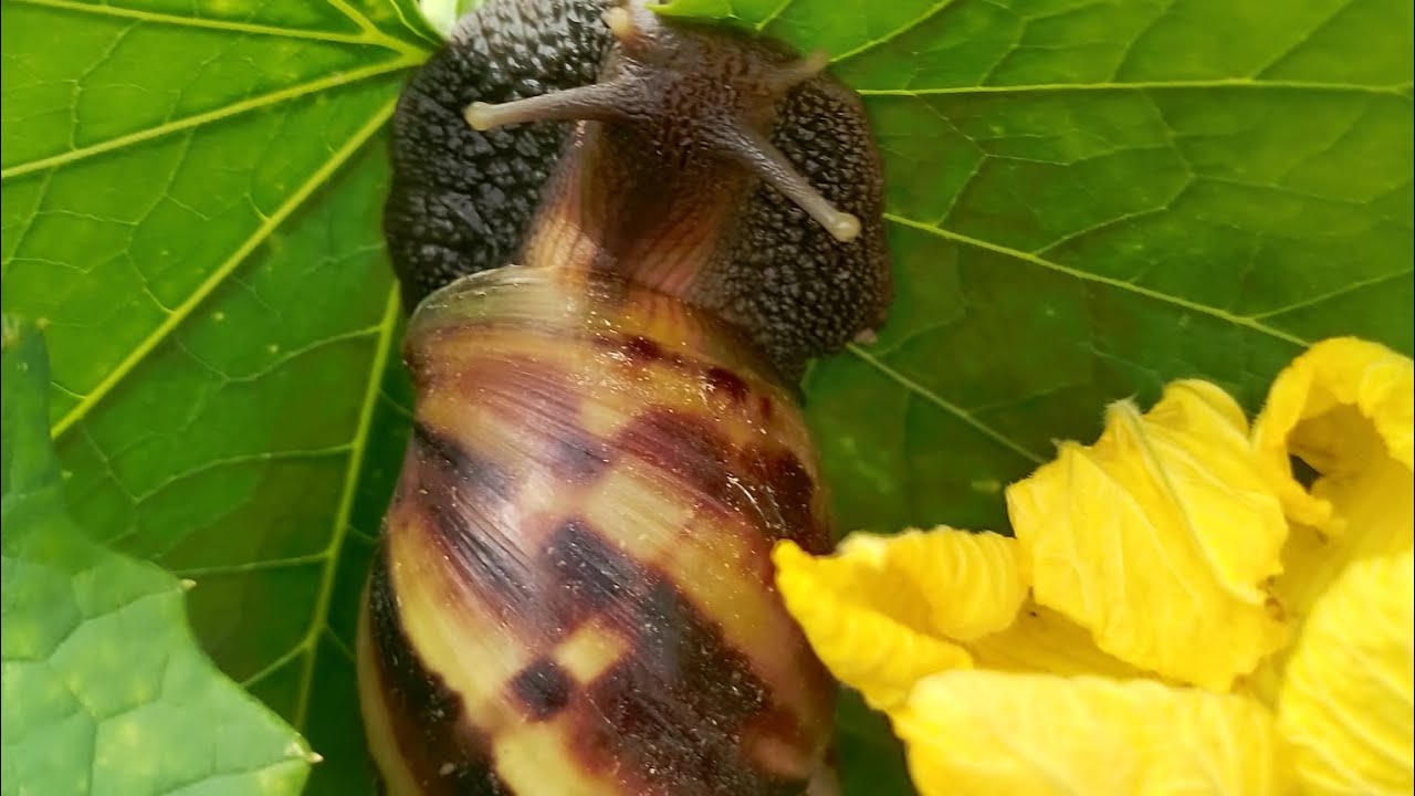 I saw many snails on the Derm Nornong near my house.