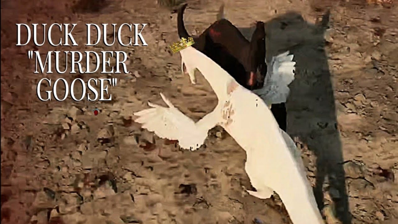 Fight for Best Aquatic x Duck, Duck,Goose | Path of Titans 