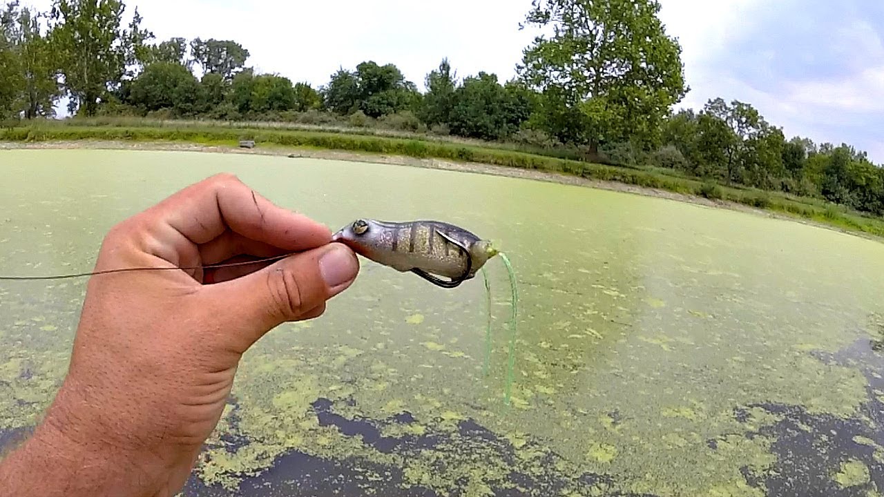 BANK FISHING with Frogs in the THICK Grass!!