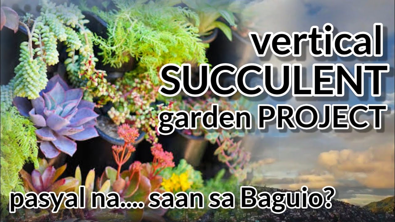 Ayusin natin ang rooftop || Vertical Succulent Garden Project #01