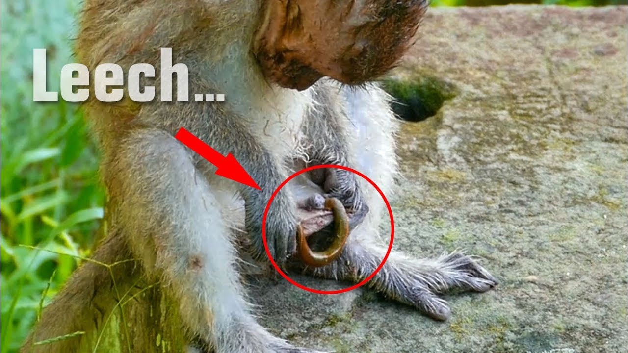 OMG! Pitiful Duke Was Bitten By Big Leech - Duke Scared Run Like Crazy - Monkey Buzz 676