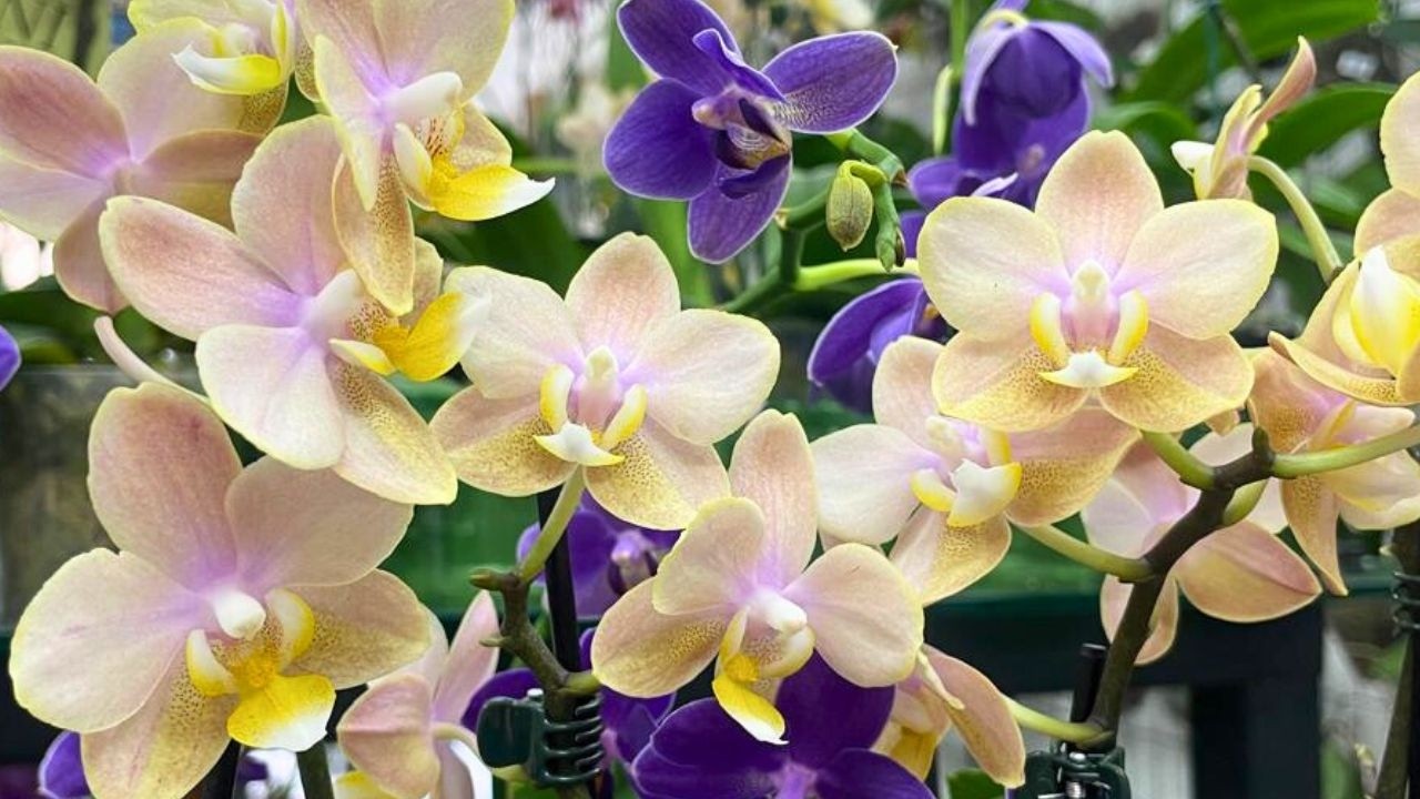 PROMOÇÕES FEITAS PARA VOCÊ: SEMANA DA MULHER | JD Orquídeas
