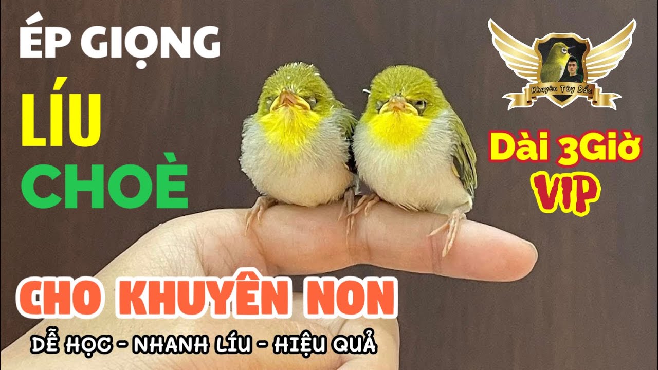 File ÉP GIỌNG LÍU CHOÈ HUÝT CHẸP CHẸP Hiệu Quả Nhất Sau 1 Tháng - Luyện Khuyên Non Líu Choè | KTB