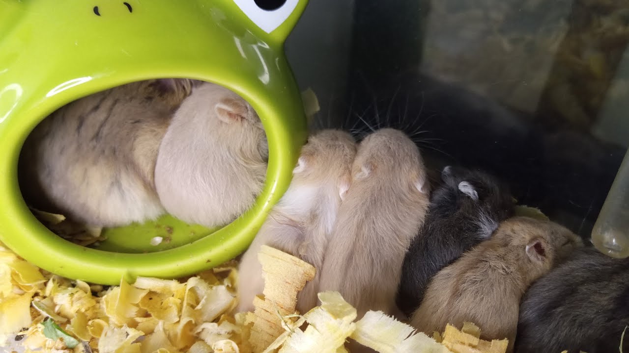 🐹✨ Hamster Baby Live | Tiny paws, big cuteness! ✨🐹