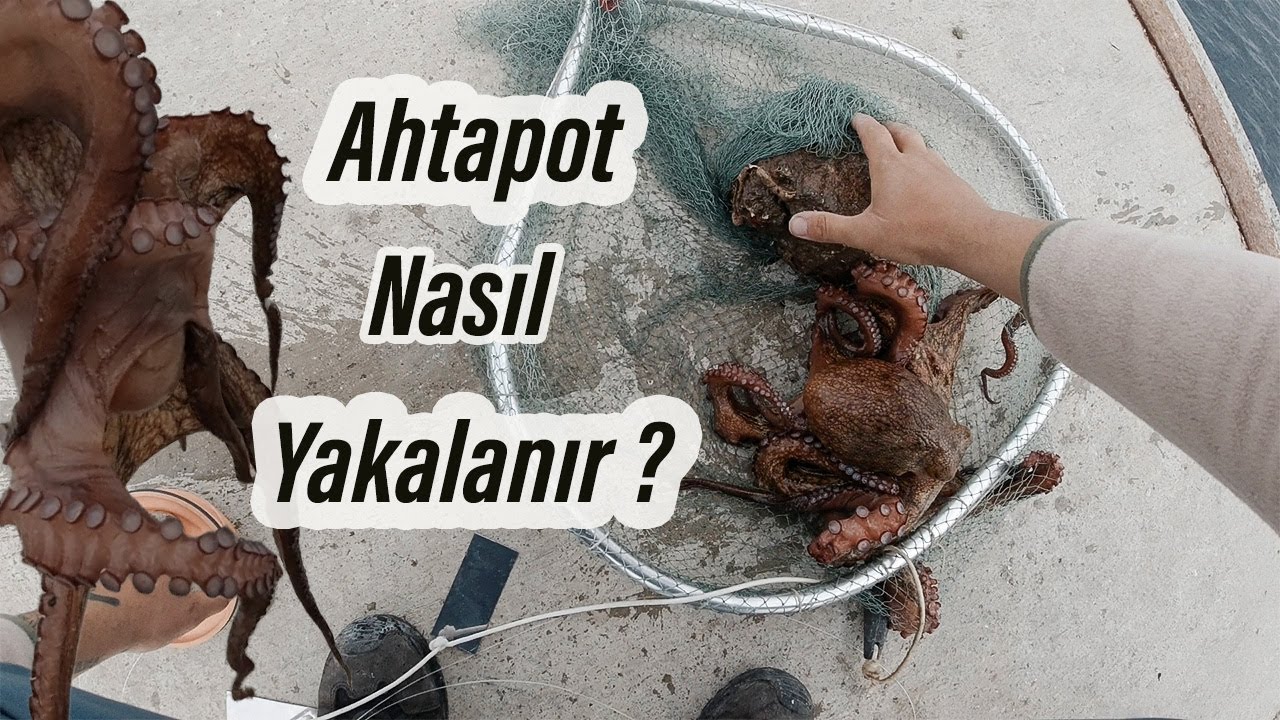 Kıyıdan Ahtapot Avı