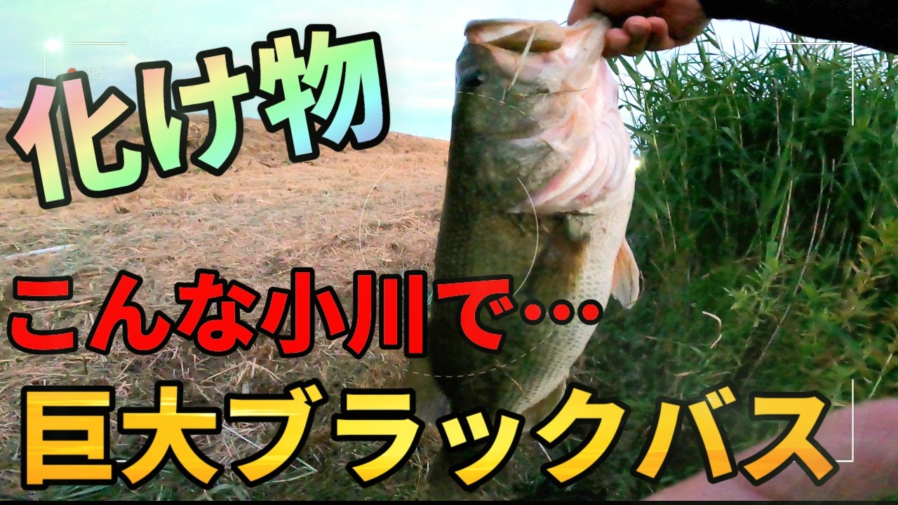 え？こんな小さな川に3キロのバス！？夏の小規模河川でめちゃくちゃデカいバス発見！【琵琶湖バス釣り】