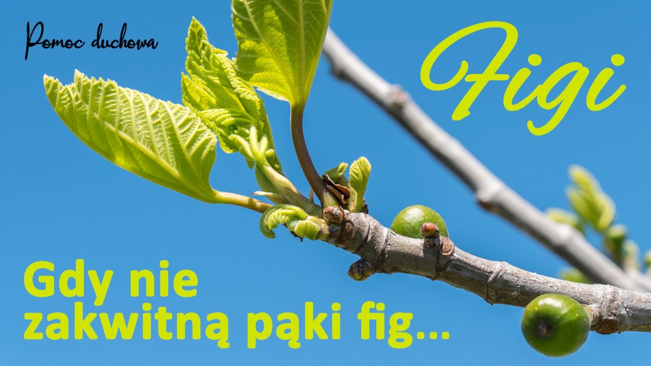 Figi - Gdy nie zakwitną pąki fig - Piosenka / Pieśń Prorocza (Pomoc Duchowa) - Ks. Habakuka 3:17-19
