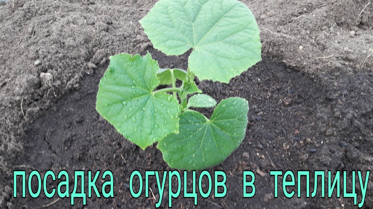 Посадка рассады огурцов в теплицу.