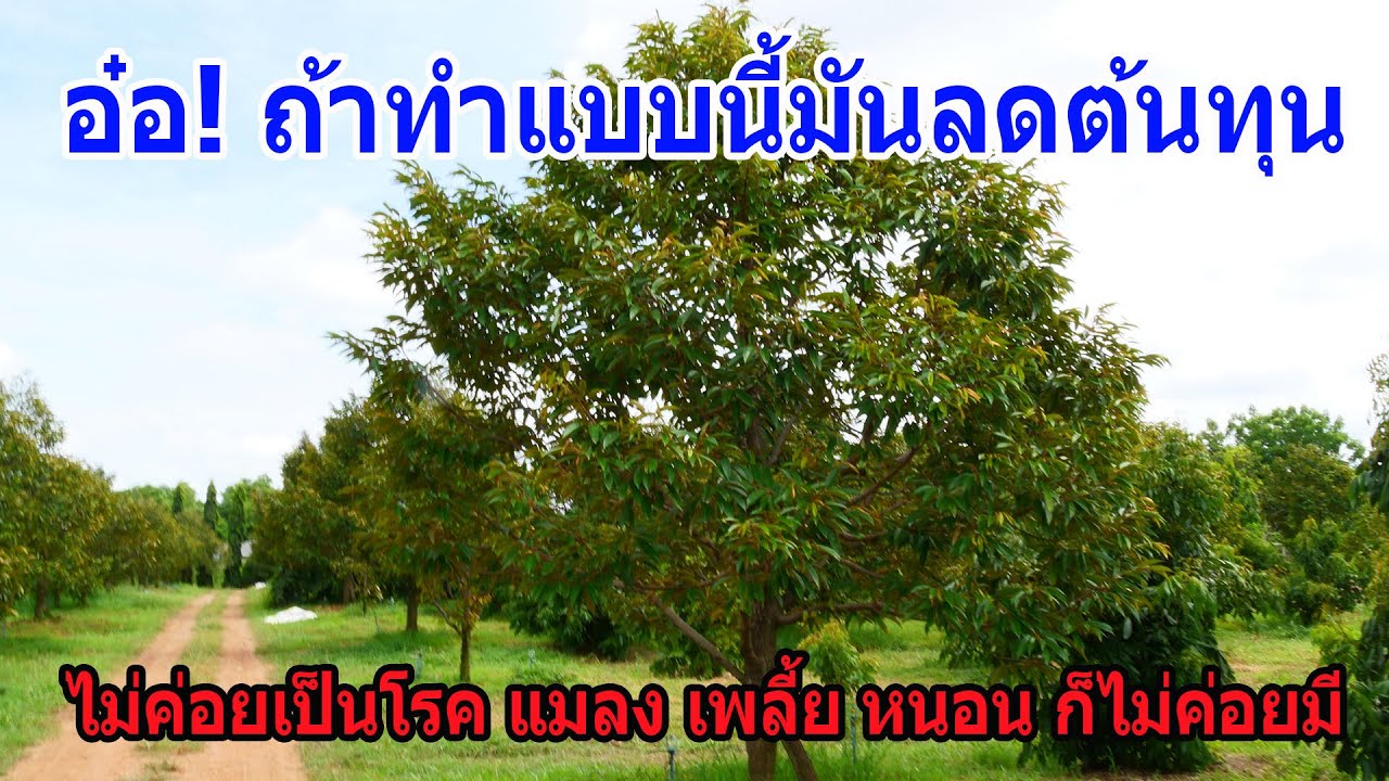 สำหรับคนที่อยากลดต้นทุนการดูแลสวนทุเรียน