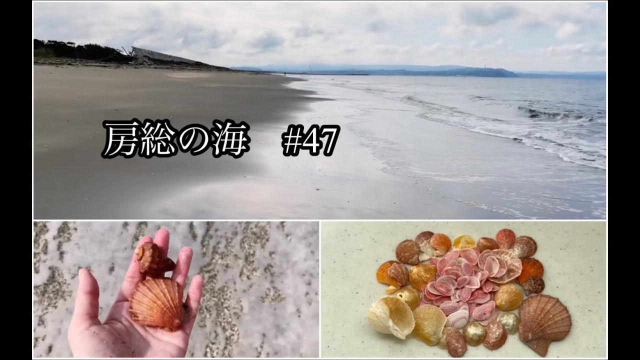房総の海#47/きれいな貝殻色々/桜貝/波打ち際/海岸散歩/海が好き/ビーチコーミング/砂浜/自然