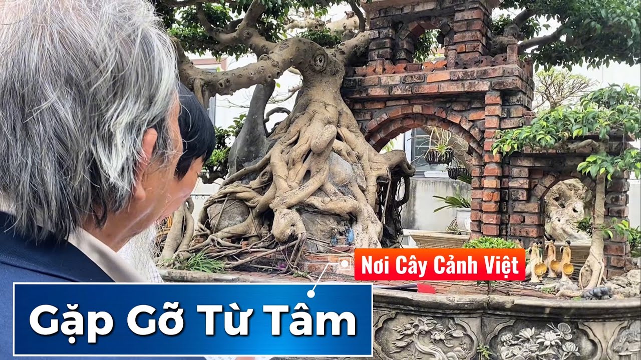 Cây Cảnh Việt, Nơi Gặp Gỡ Từ Tâm.