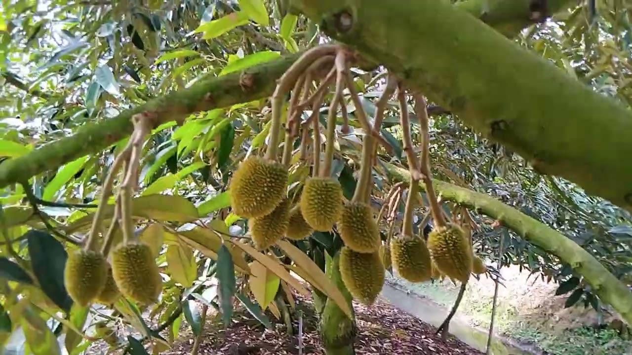 Thời tiếc không được tốt,sầu riêng bị rụng trái mấy ngày qua,nay đỡ rụng rồi nè các bạn!