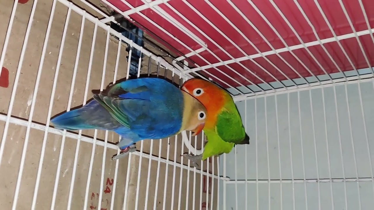 "pharblue offline pelfelo 