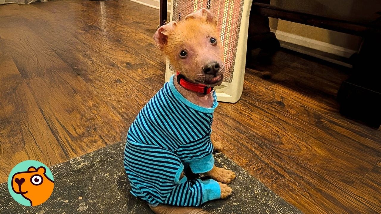 Rescue Dog Looks Like Coyote And Stuns Everyone! | Cuddle Buddies