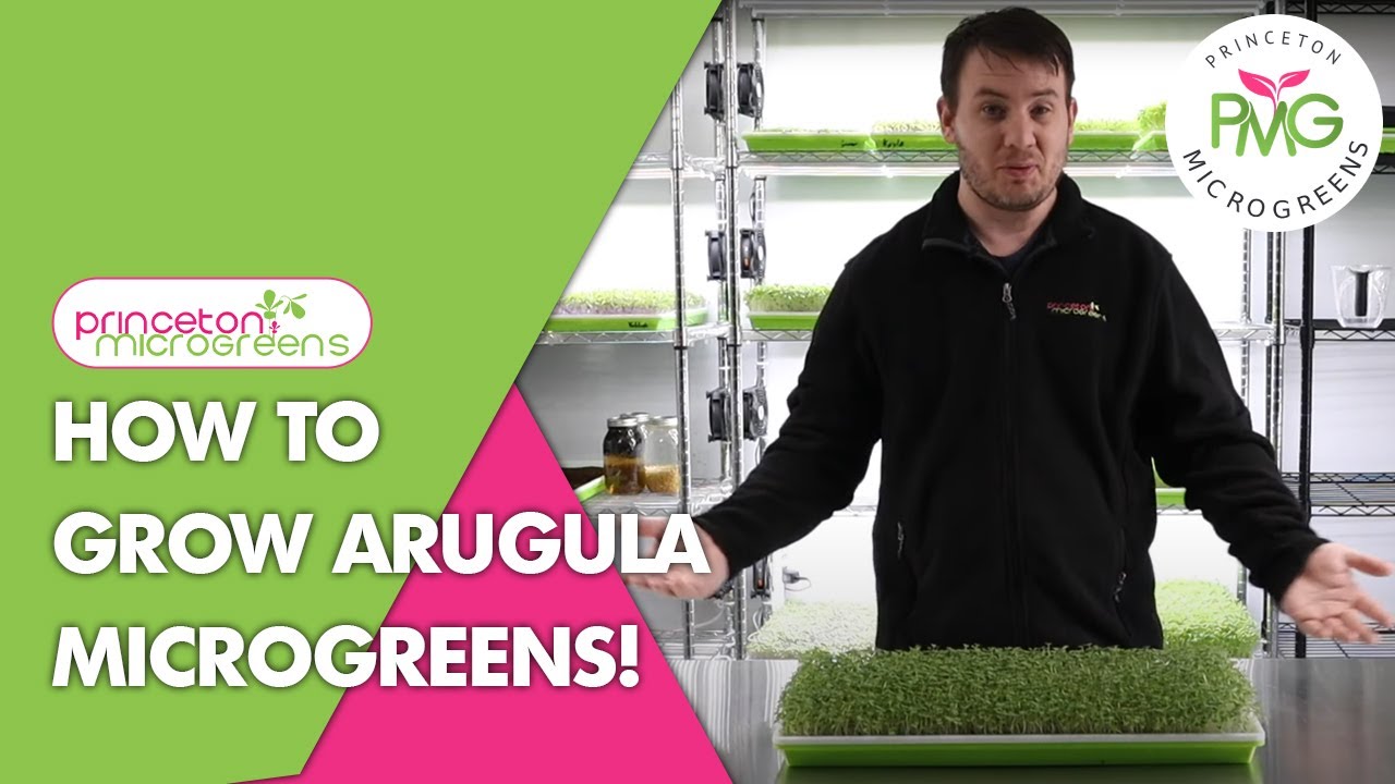 How to grow Arugula Microgreens