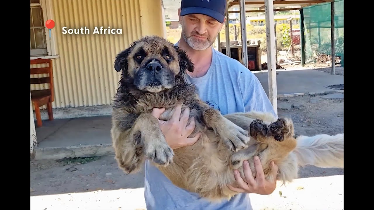 Giant Dog On Brink Of Death Is A Big, Fluffy Baby Now!